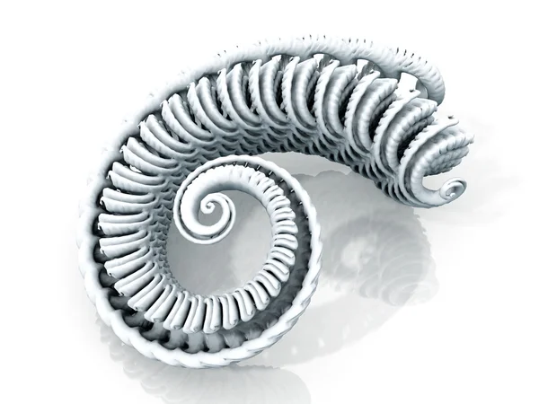 Espiral de moluscos — Fotografia de Stock