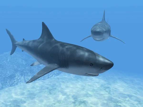 Les requins dans l'eau bleue — Photo