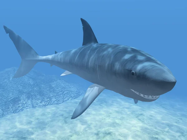 Haai in het blauwe water — Stockfoto