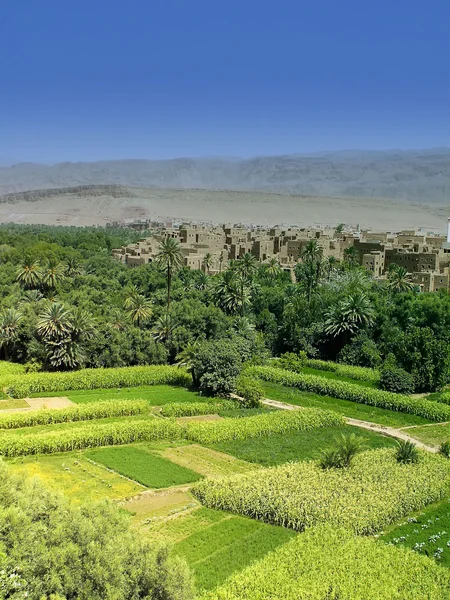 Un oasis verde en Marruecos —  Fotos de Stock