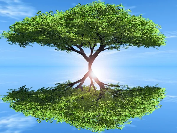 Árvore verde e reflexão — Fotografia de Stock