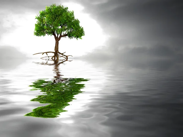 Baum auf dem Wasser — Stockfoto