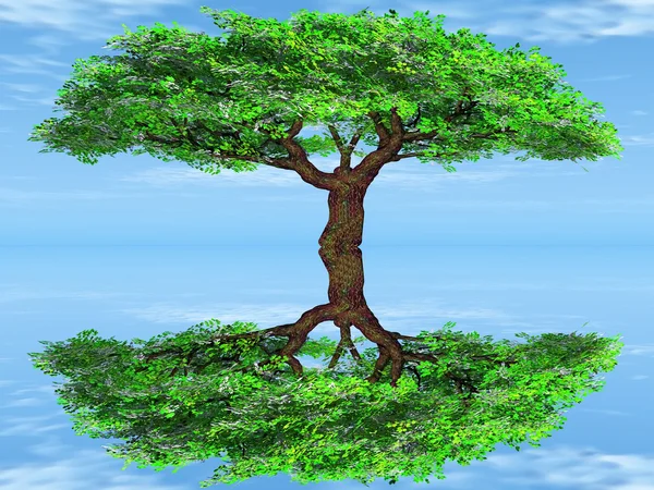 Un árbol verde y un reflejo — Foto de Stock