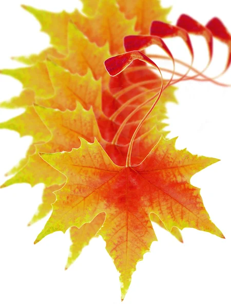 Caída de hojas de otoño — Foto de Stock