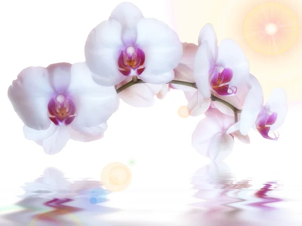 Orkidéer och reflektion i vattnet — Stockfoto