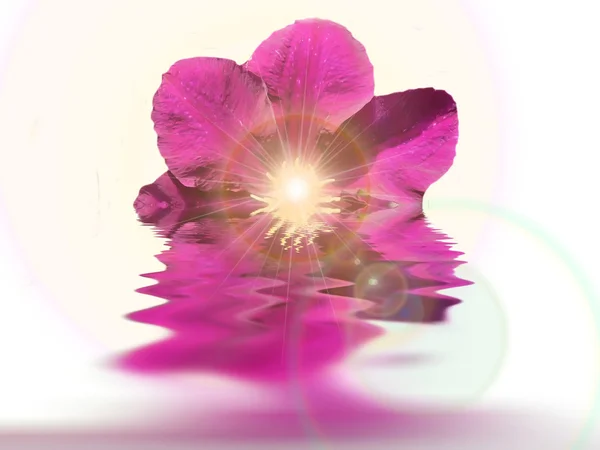 Orchidées et réflexion dans l'eau — Photo