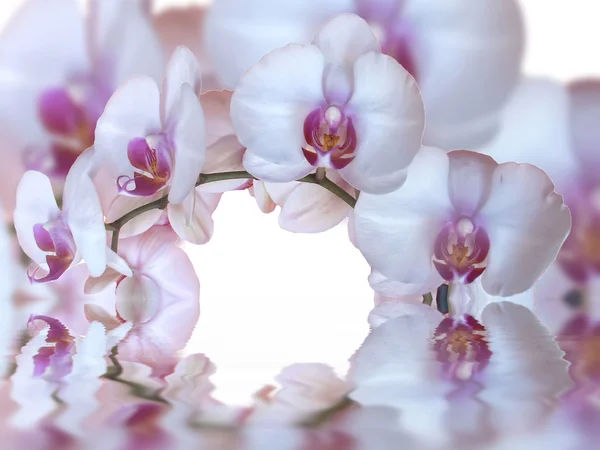 Орхидеи и отражение в воде — стоковое фото