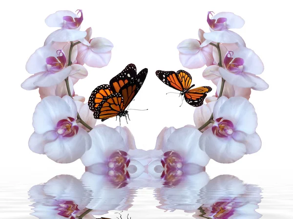 Orchideeën met vlinder — Stockfoto