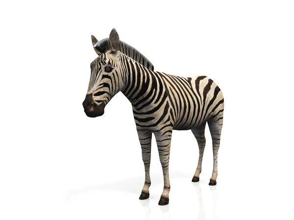 stock image Zebra