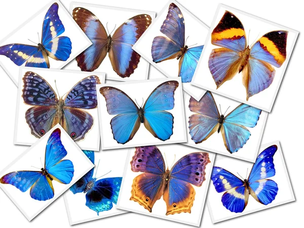 Бабочки — стоковое фото