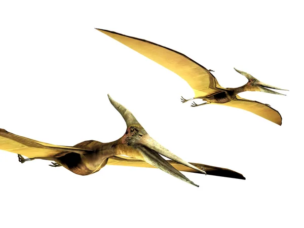 stock image Pterodactyls