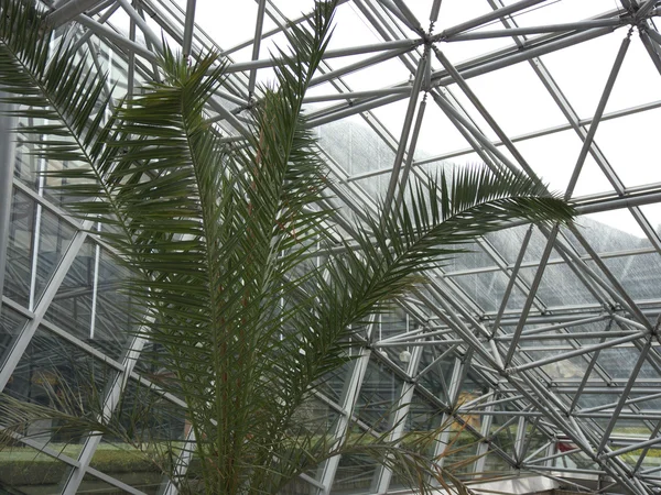 La palmera en el invernadero — Foto de Stock