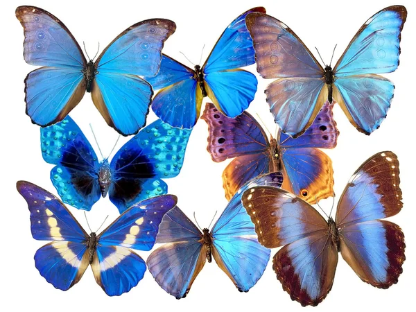 The butterfly — Stock Photo, Image