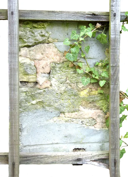 Πλαίσιο ενός τοίχου και ο κισσός — Φωτογραφία Αρχείου
