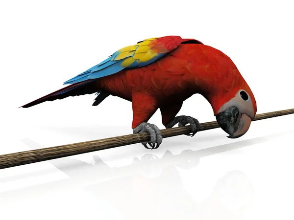 Színes papagáj — Stock Fotó