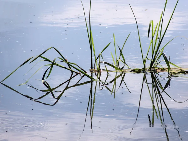 Трава и отражение в воде — стоковое фото