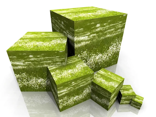 Куб из маргаритки и травы — стоковое фото