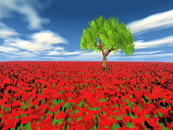 Poppy field and the tree — Stock Photo, Image