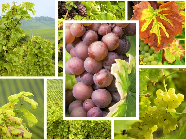 Winogron winorośli słoneczny dzień — Zdjęcie stockowe