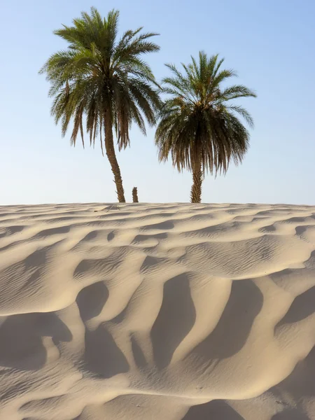 砂の砂漠 — ストック写真