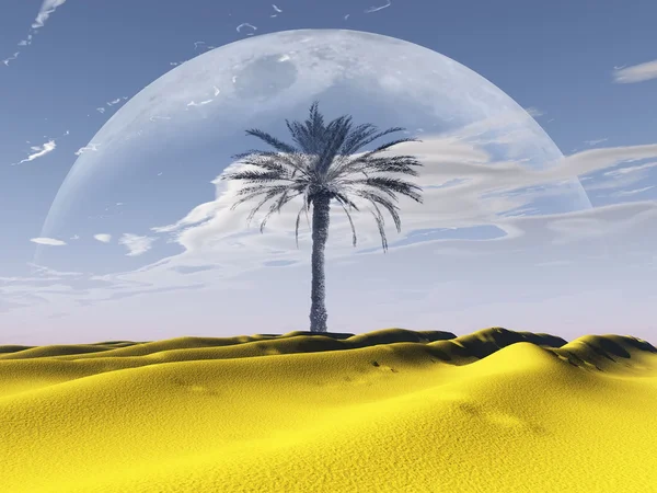 沙漠中的棕榈树 — 图库照片