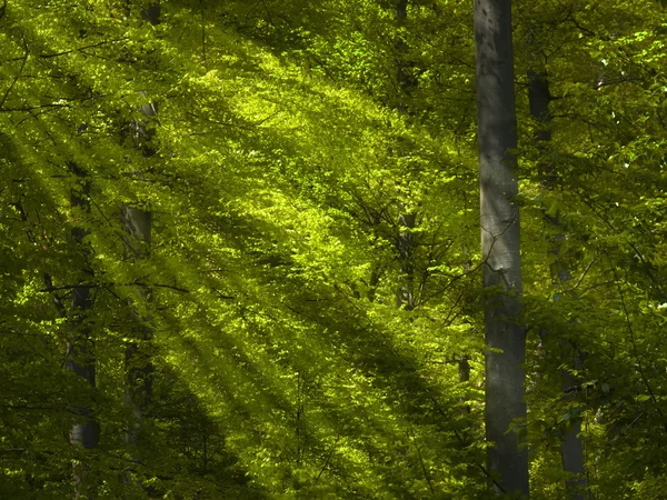Luz solar na floresta verde — Fotografia de Stock