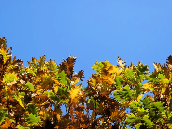 아름 다운 푸른 하늘에 좋은 다채로운 잎 — 스톡 사진