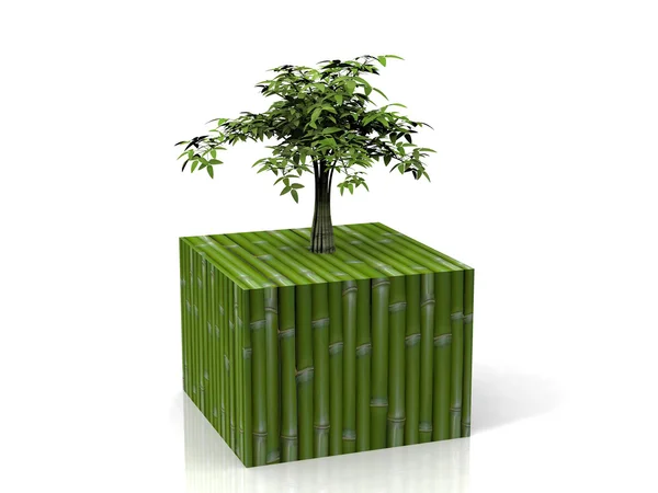 Árvore sobre cubo — Fotografia de Stock