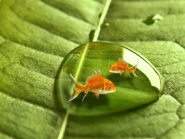 Две золотые рыбки в капле — стоковое фото