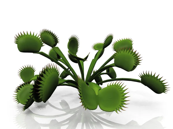 Venus flytrap — Stock Photo, Image