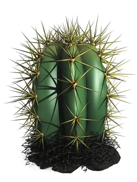 Greeen cactus — Stockfoto