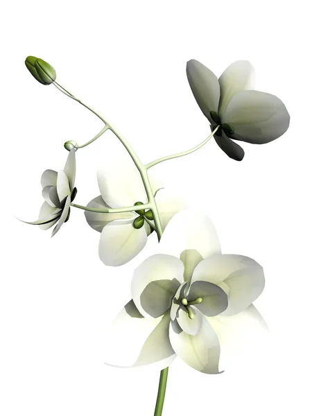 Orhidee albe — Fotografie, imagine de stoc