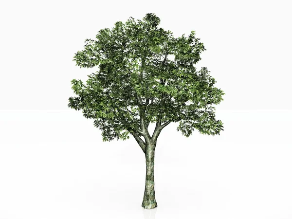 Green tree — Stock Photo, Image