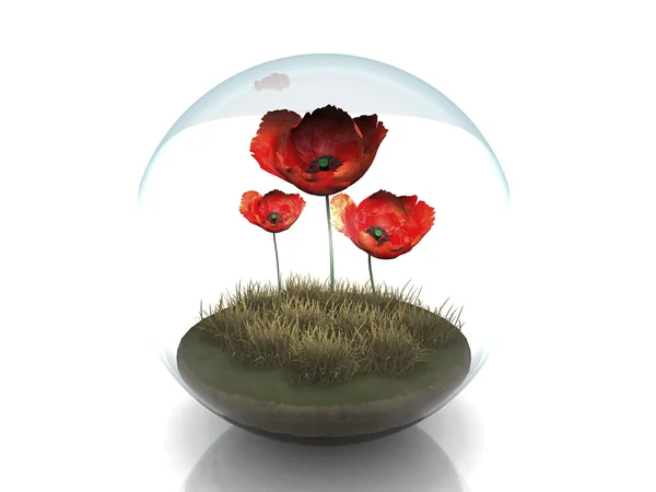 Röd poppys i en bubbla — Stockfoto