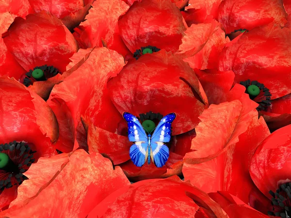 Πεταλούδα στο άνθος της Πόπης — Φωτογραφία Αρχείου