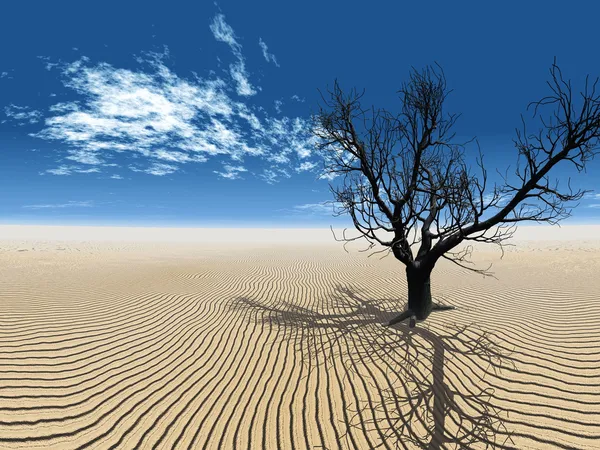 Suchý strom v poušti — Stock fotografie