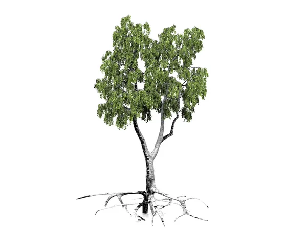Live tree — Stock Photo, Image