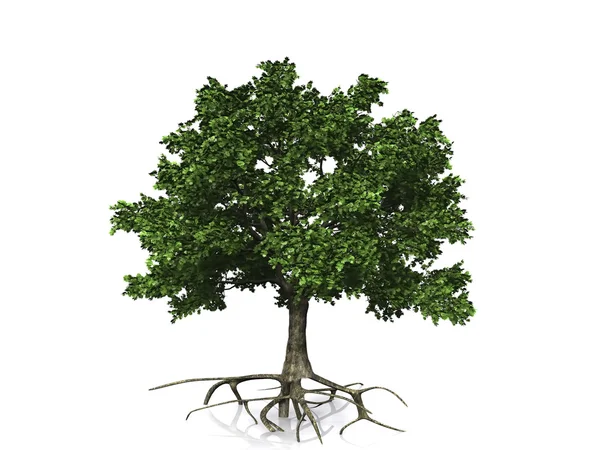 Живое дерево — стоковое фото