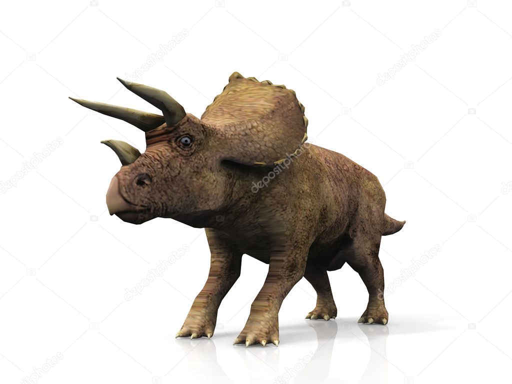 Triceratops on a white background