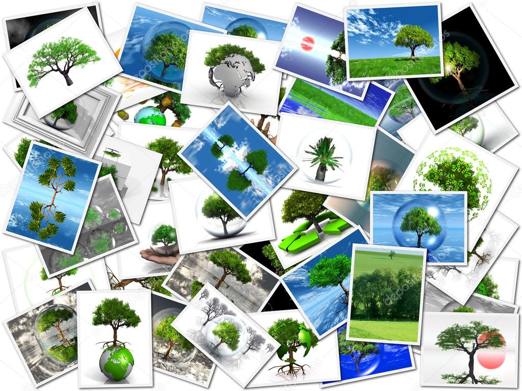 The pictures of my trees