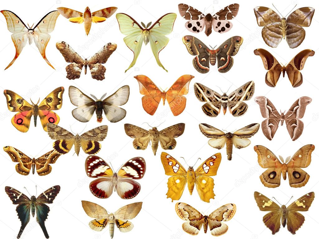 Collection of colored butterflies
