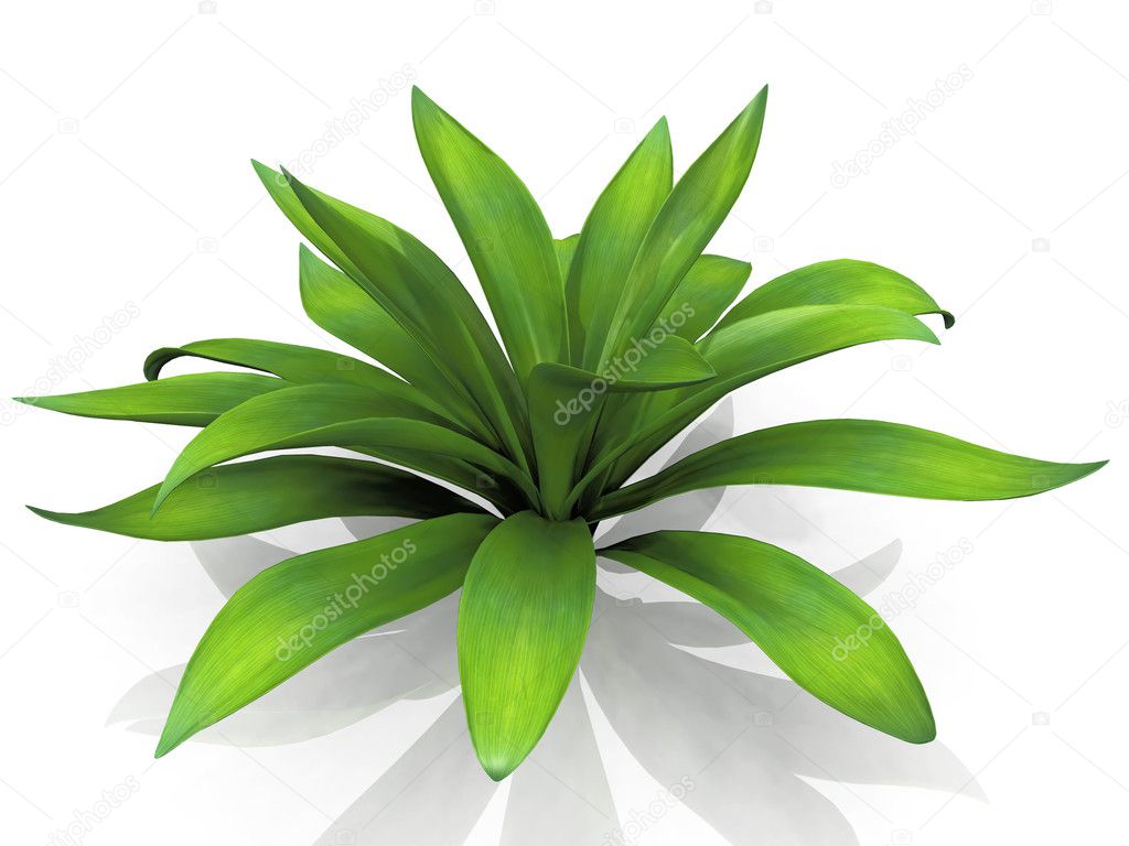 Green house plant
