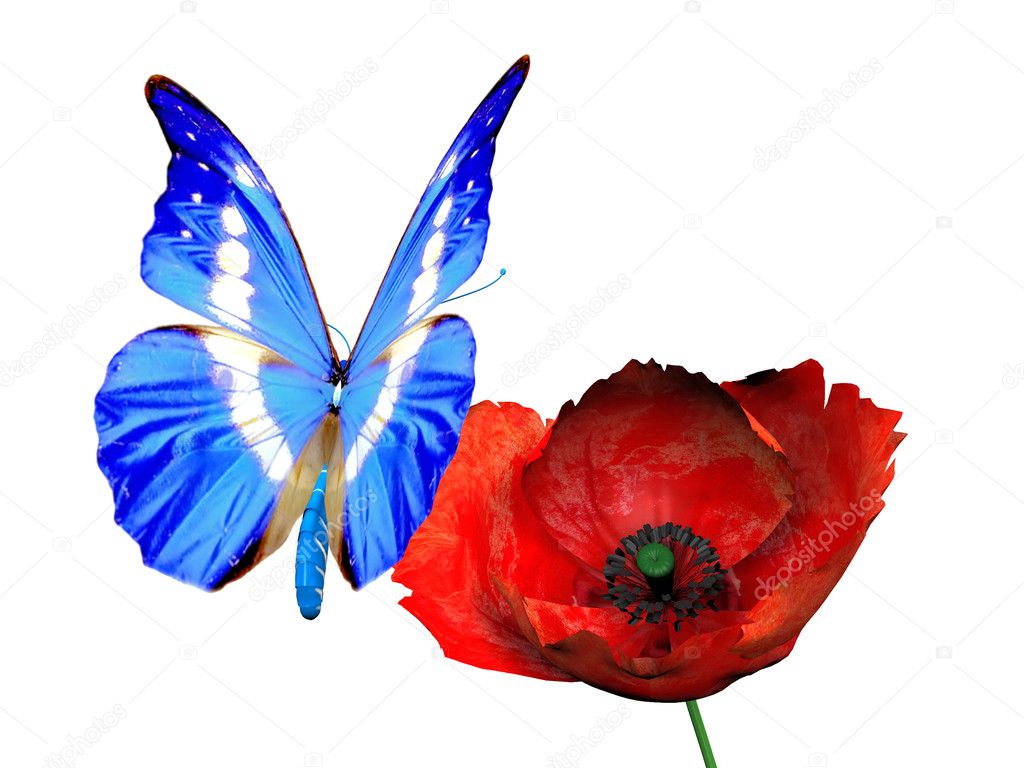 Butterfly on poppy blossom — Stock Photo © njaj 6608337