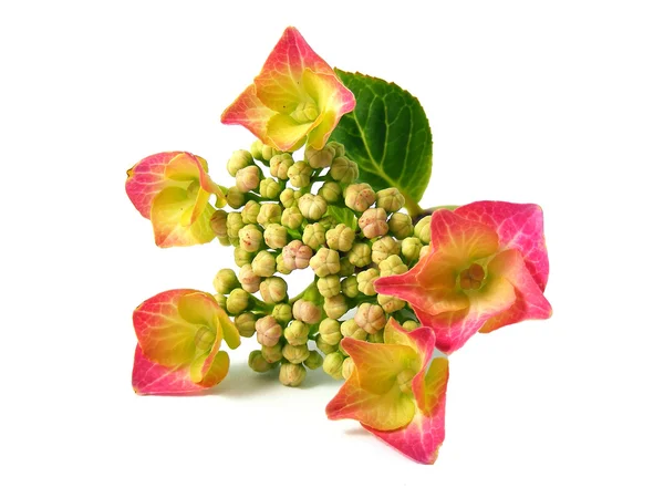 Jóvenes flores y brotes de hortensias — Foto de Stock