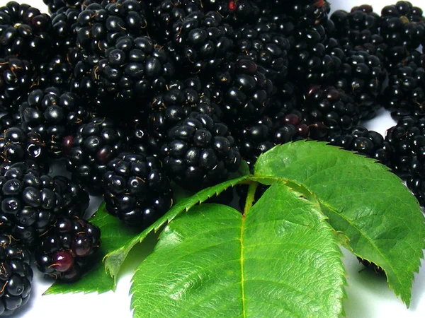 Hedge row blackberries — Stock Photo, Image