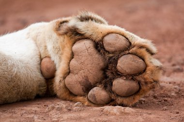 Lion's Paw clipart