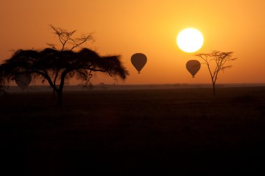 Serengeti Tanzanya üzerinde güneş doğarken uçan sıcak hava balonları.