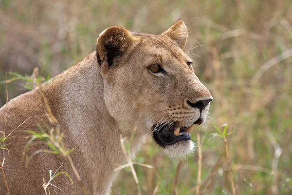 Retrato de una leona hembra — Foto de Stock