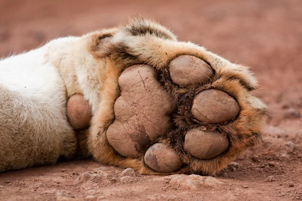 사자의 발 — 스톡 사진