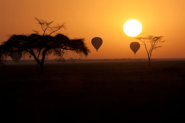 Serengeti Tanzanya üzerinde güneş doğarken uçan sıcak hava balonları. — Stok fotoğraf